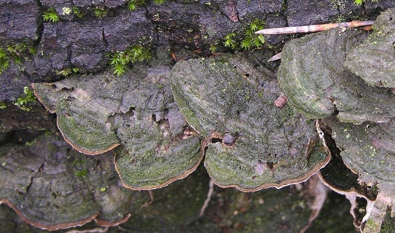 In bosco di Quercus cerris(8).